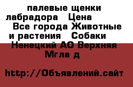 палевые щенки лабрадора › Цена ­ 30 000 - Все города Животные и растения » Собаки   . Ненецкий АО,Верхняя Мгла д.
